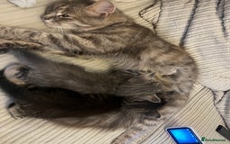Domestic Shorthair cats for sale: 3 kittens for sale - Image 12