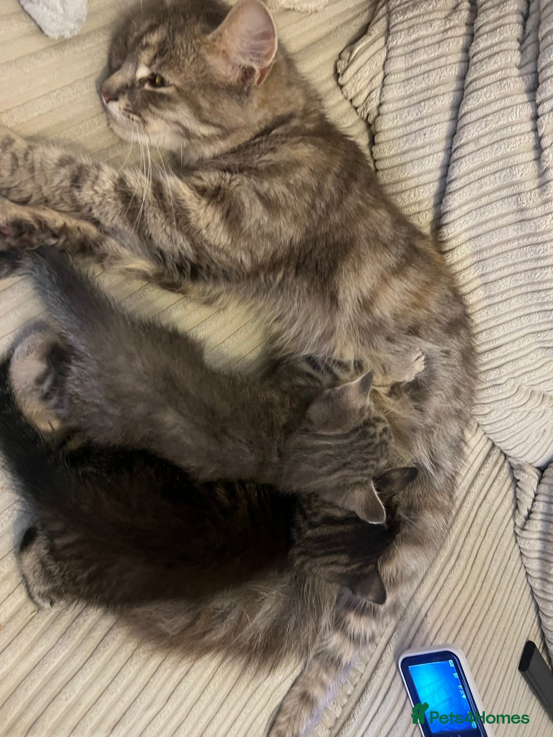 Domestic Shorthair cats for sale: 3 kittens for sale - Image 12