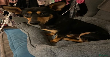 Mixed Breed dogs - Advert 4