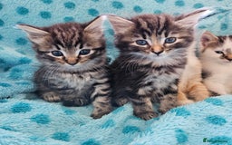 Mixed Breed cats for sale: GINGER GIRL AND TABBY BOY  - Image 5