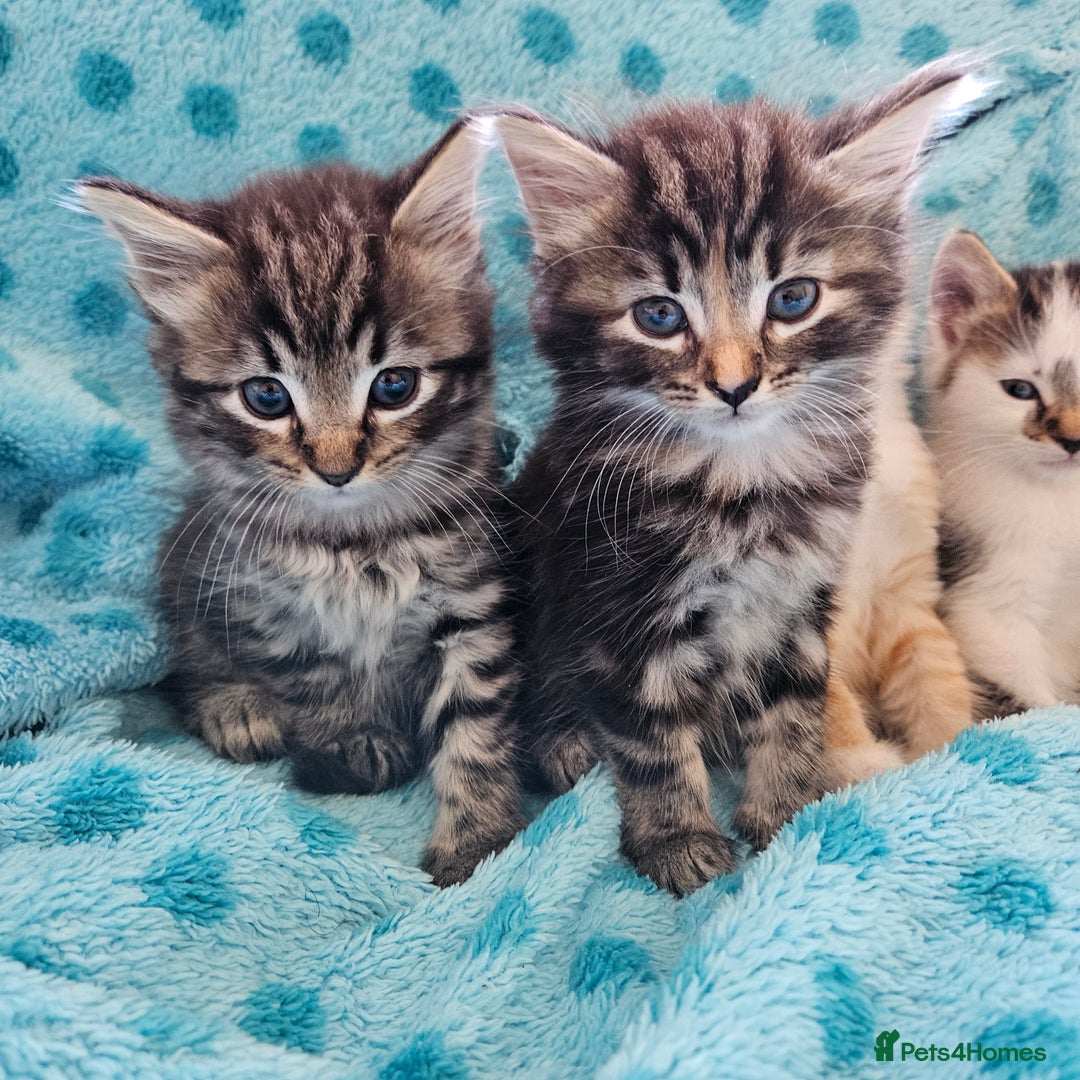 Mixed Breed cats for sale: GINGER GIRL AND TABBY BOY  - Image 5