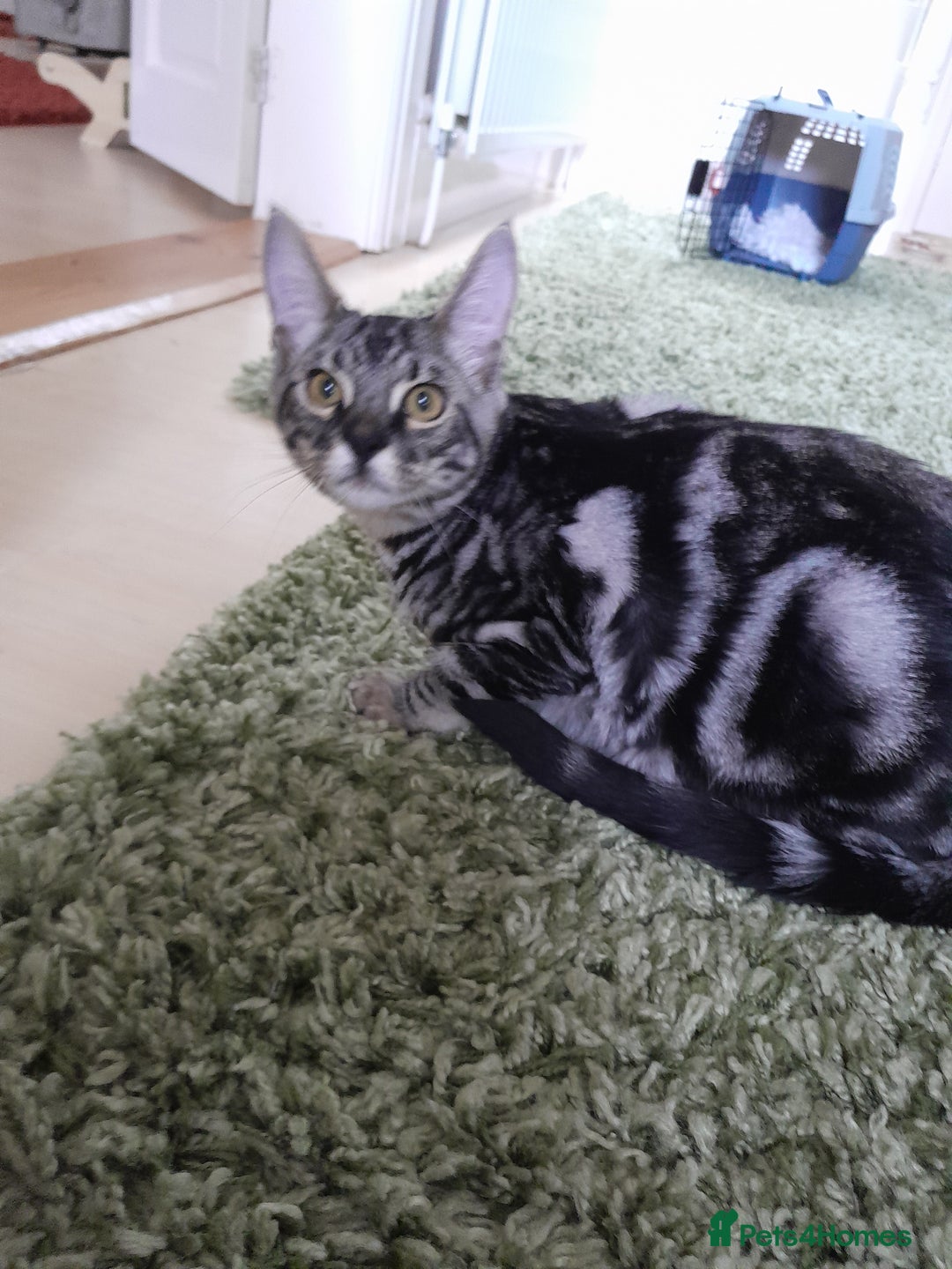 Savannah cats for sale: Full Pedigree & TICA Reg Marble Savannah Kitten - Image 3