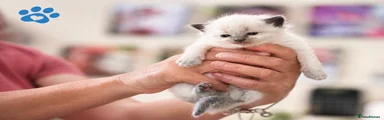 Ragdoll Kitten 5