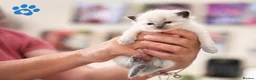 Ragdoll cats for sale: 9 beautiful ragdoll kittens  - Advert 6