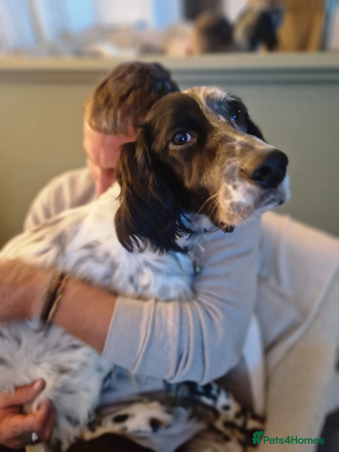 English Setter dogs for adoption: Tae   - Advert 15
