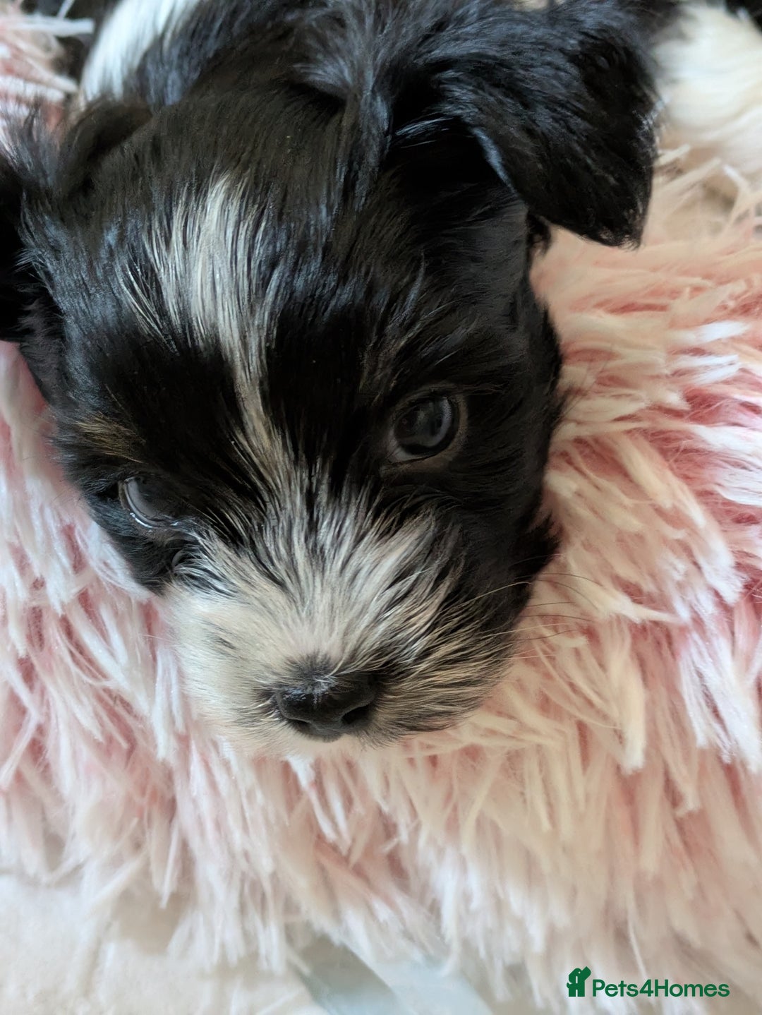 Yorkshire Terrier dogs for sale: York terrier pupyy  - Advert 15