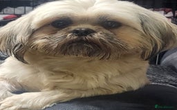 Shih Tzu dogs for sale: Shih tzu pups ready now - Image 7