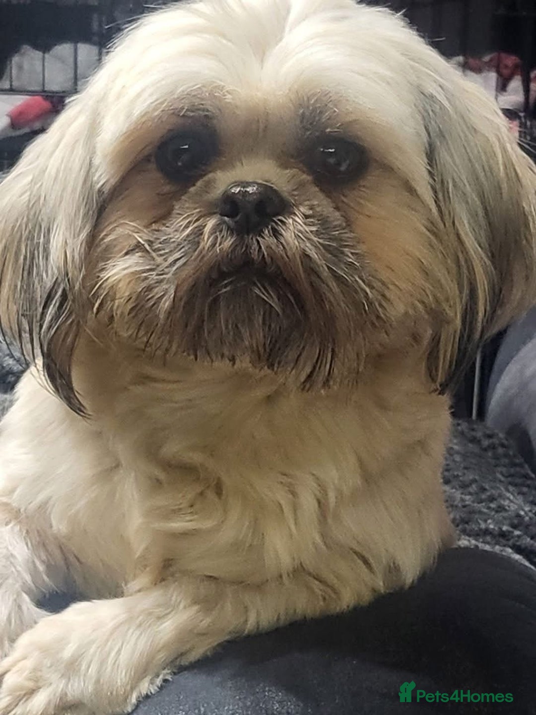 Shih Tzu dogs for sale: Shih tzu pups ready now - Image 7