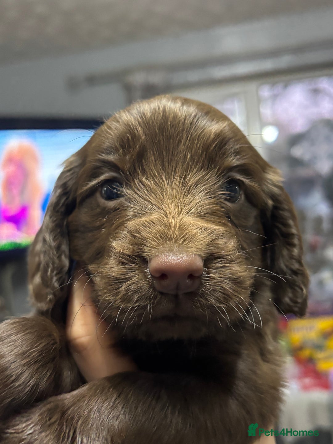 Cocker Spaniel dogs for sale: 4 Beautiful Female Cocker Spaniel Pups For Sale - Advert 6
