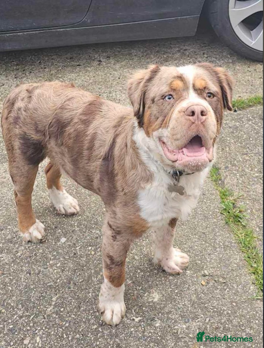 Olde English Bulldogge dogs for sale: Olde English bulldog puppies READY NOW  - Advert 9