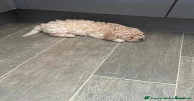 Poochon dogs - Advert 2