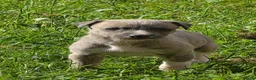 Mixed Breed dogs for sale: Bedlington whippets - Advert 3