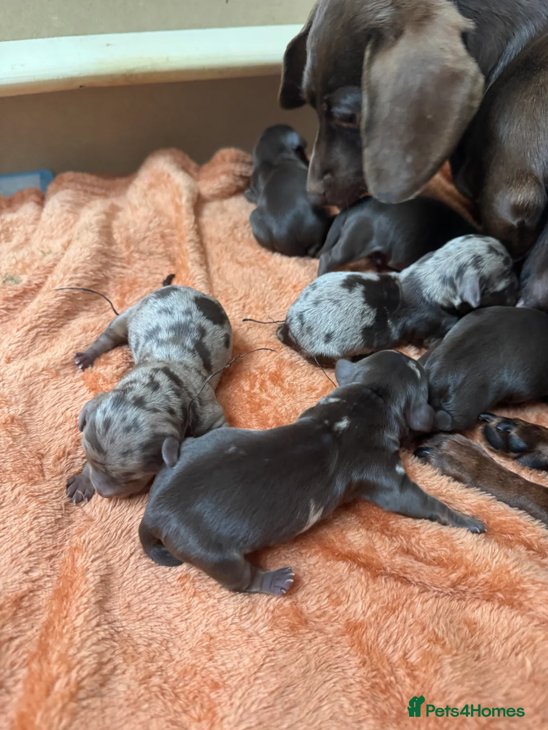 Miniature Dachshund dogs for sale: Miniature dachshunds  - Advert 5