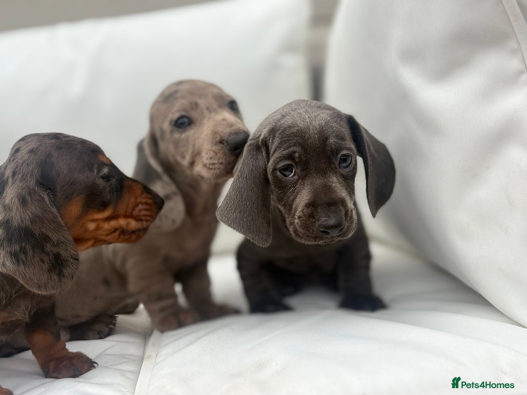 Miniature Dachshund dogs for sale: Beautiful babies - Image 23