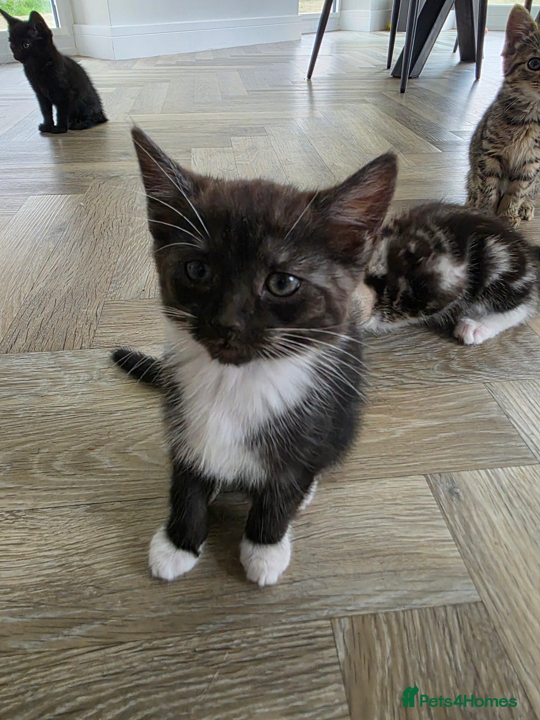 Mixed Breed cats for sale: 5 Beautiful Kittens - Image 6