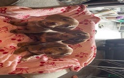 Dachshund dogs for sale: Dachshund puppies - Image 1