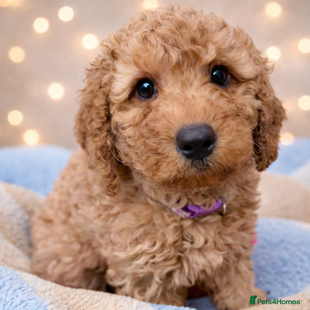 Cockapoo dogs Extensively DNA  Heath checked cockapoo puppies  - Advert 6