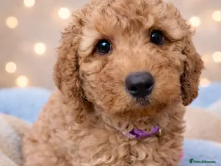 Cockapoo dogs Extensively DNA Heath checked cockapoo puppies - Advert 6