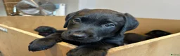 Labrador Retriever dogs for sale: Last two pups left from a stunning KC litter - Advert 3