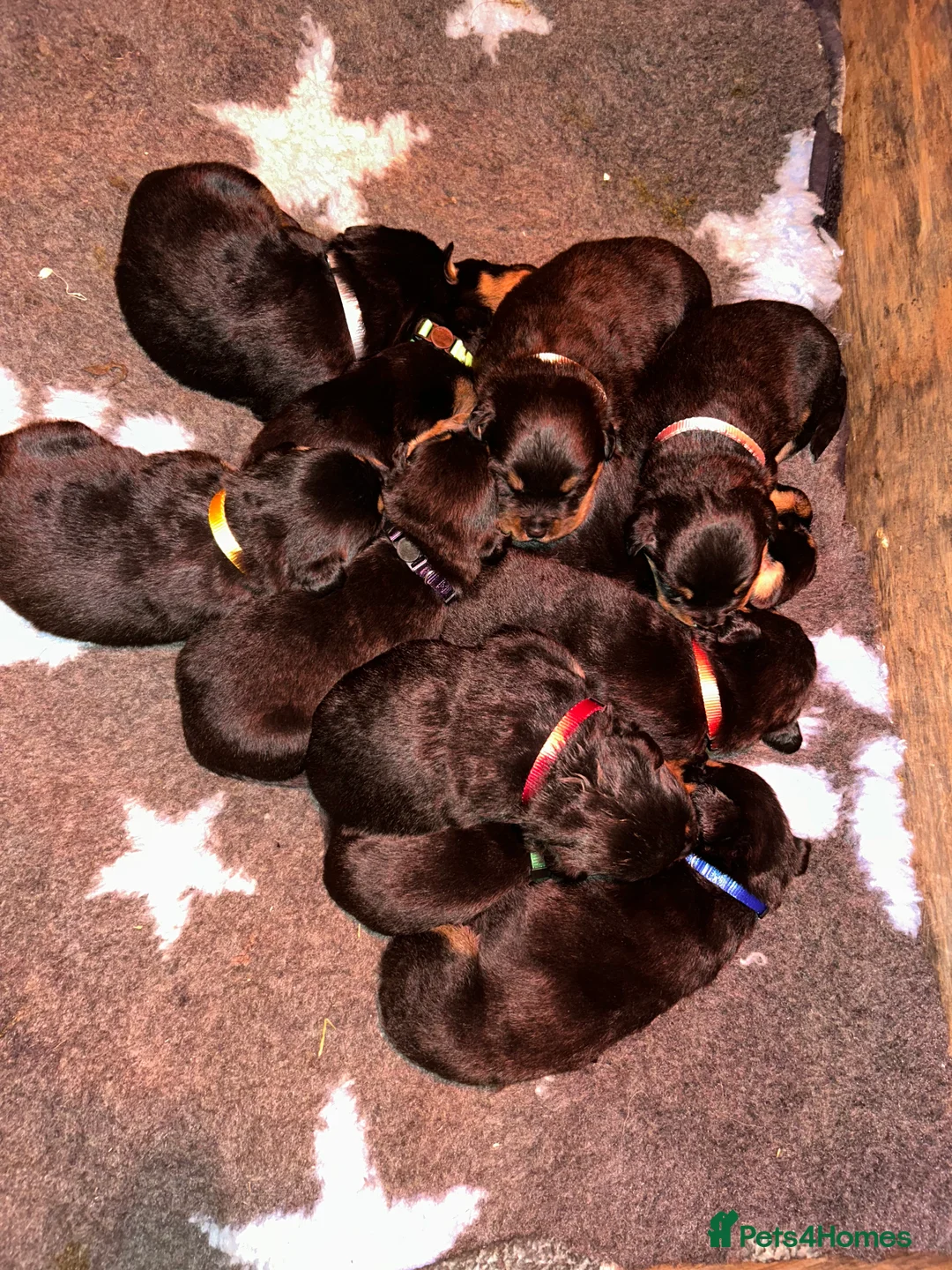 Rottweiler dogs for sale: CHUNKY BEAUTIFUL ROTTWEILERS   - Advert 16