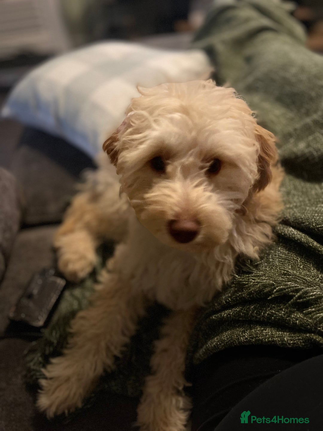 Cockapoo dogs for sale: Cockapoo f1B - Image 2