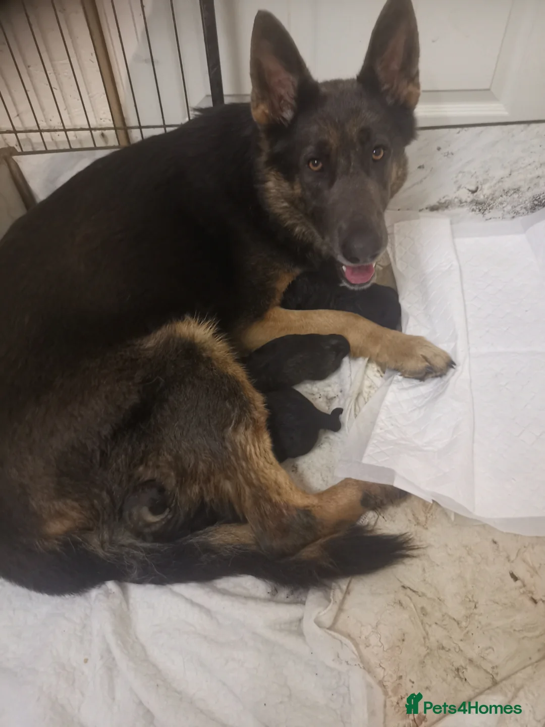 German Shepherd dogs for sale: Absolutely stunning Germans shepherd puppies  - Advert 10