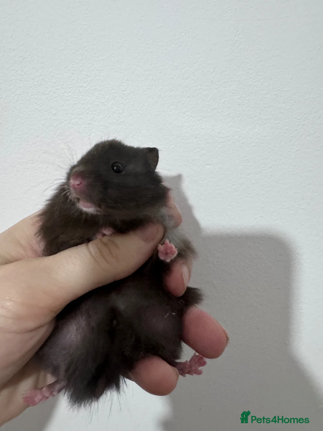 Hamster rodents for sale: female baby syrian hamsters - Advert 1