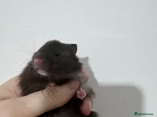 Hamster rodents female baby syrian hamsters - Advert 14