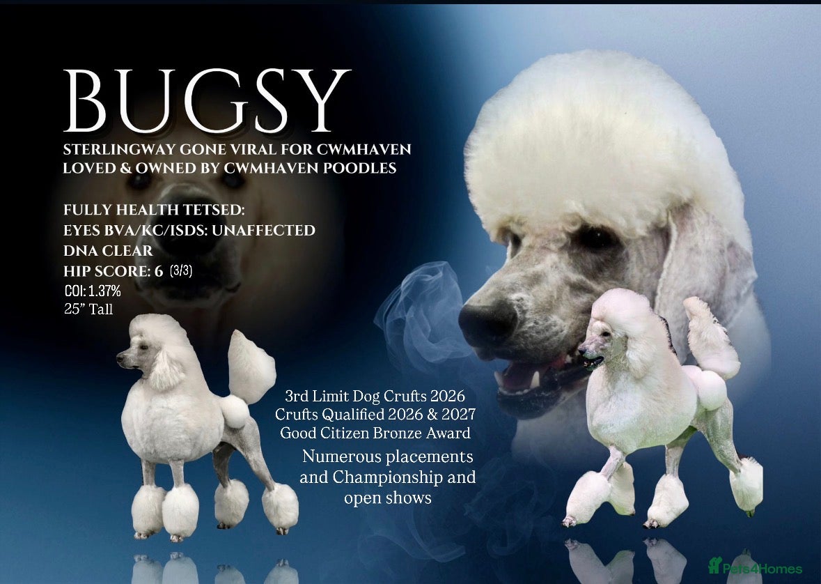 Standard Poodle dogs White Standard Poodle For Stud - Advert 8