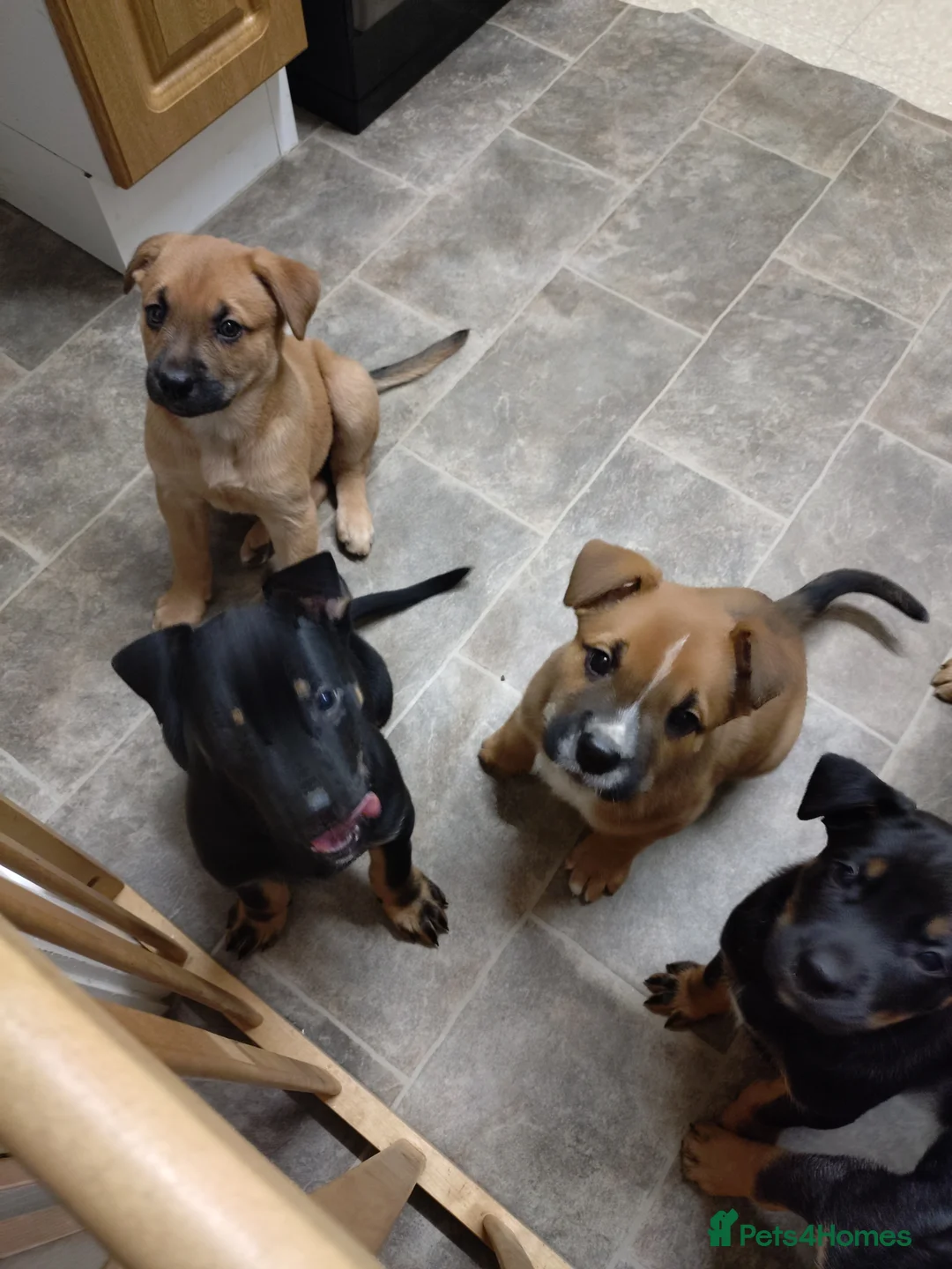 Mixed Breed dogs for sale: Huntaway X German shepherd X  - Advert 37