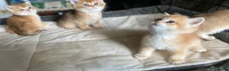 British Shorthair cats for sale: Full Pedigree British short hair kittens  - Advert 4