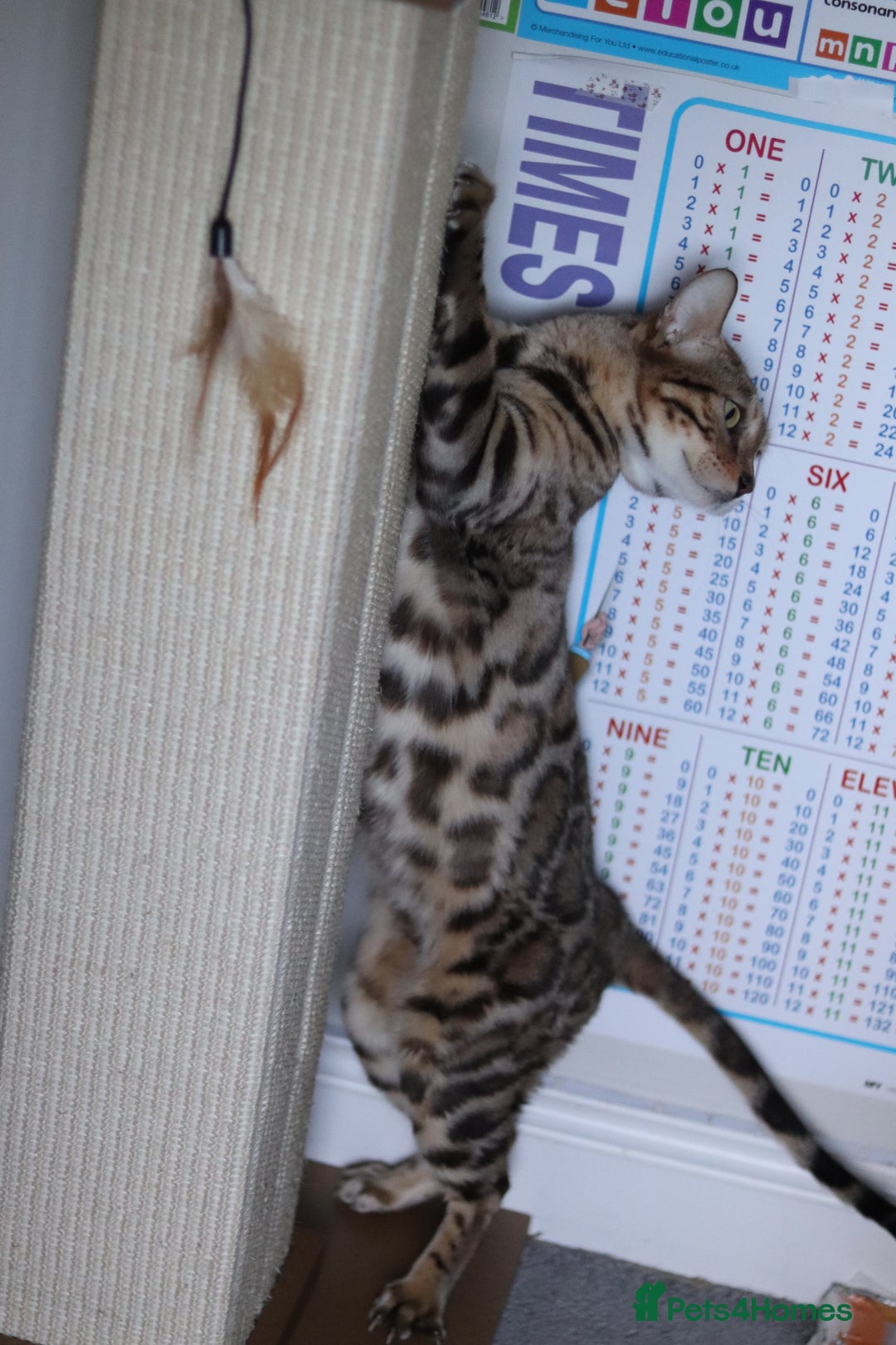 Bengal cats for sale: Imported Seal Sepia Bengal Queen– Proven – Active - Advert 11