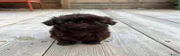 Shih Tzu dogs for sale: KC true chocolate imperial Shihtzu puppies  - Advert 19