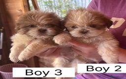 Shih Tzu dogs for sale: Four shih tzu boy puppy’s for sale. - Image 10