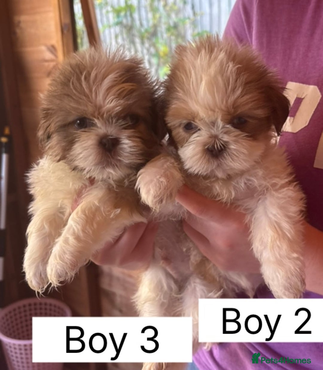 Shih Tzu dogs for sale: Four shih tzu boy puppy’s for sale. - Image 10
