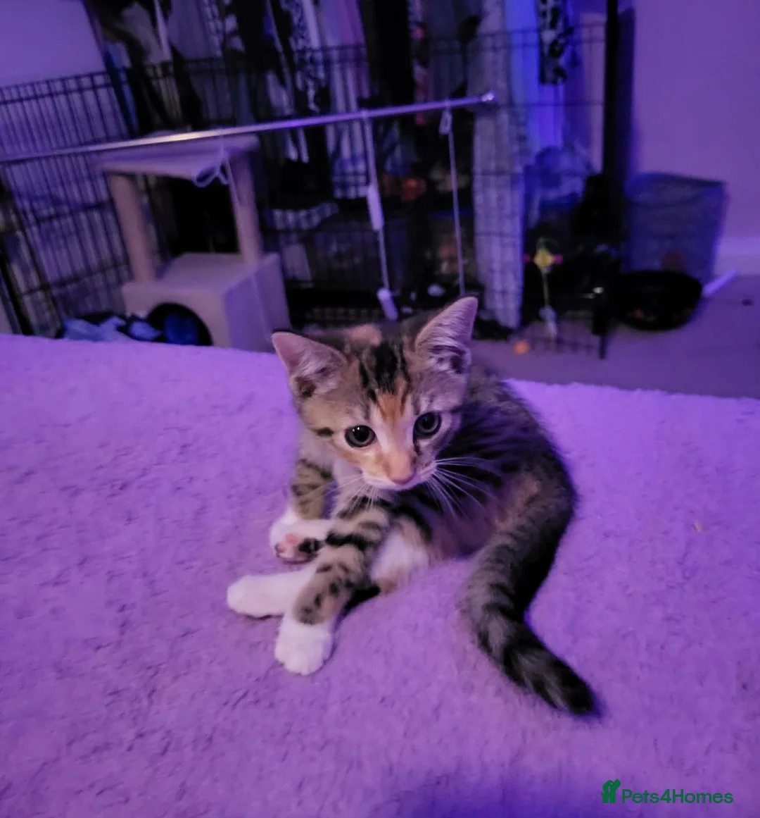 Mixed Breed cats for sale: 1 gourgous girl kitten  in Welling - Advert 2