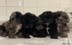 Cockapoo dogs for sale: Beautiful merle puppy’s available  - Image 10