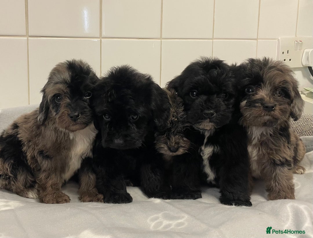 Cockapoo dogs for sale: Beautiful merle puppy’s available  - Image 10