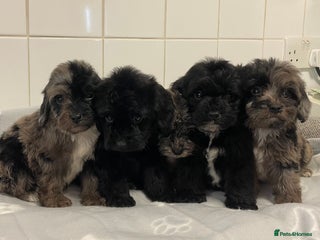 Cockapoo dogs for sale - Advert 1