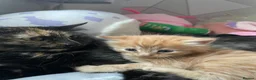 Mixed Breed cats for sale: Norwegian X kittens 4 males 1 ginger reserved  - Advert 2