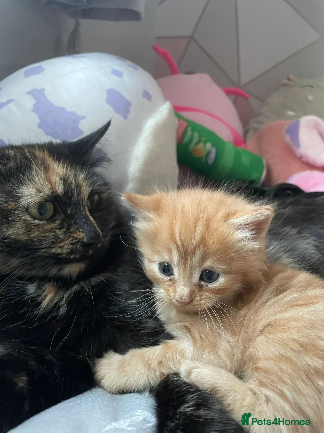 Mixed Breed cats for sale: Norwegian X kittens 4 males 1 ginger reserved  - Advert 2