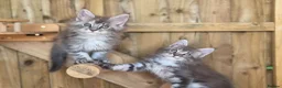 Maine Coon cats for sale: Pure Bred Maine Coon Kittens - Advert 7