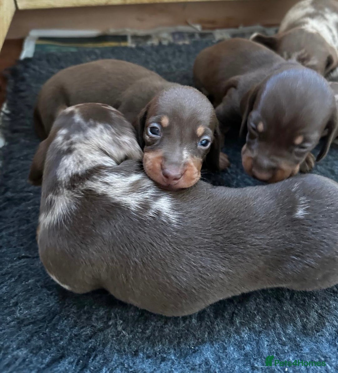 Miniature Dachshund dogs for sale: 3 Champion Line KC Miniature Dachshund Puppies  - Advert 15