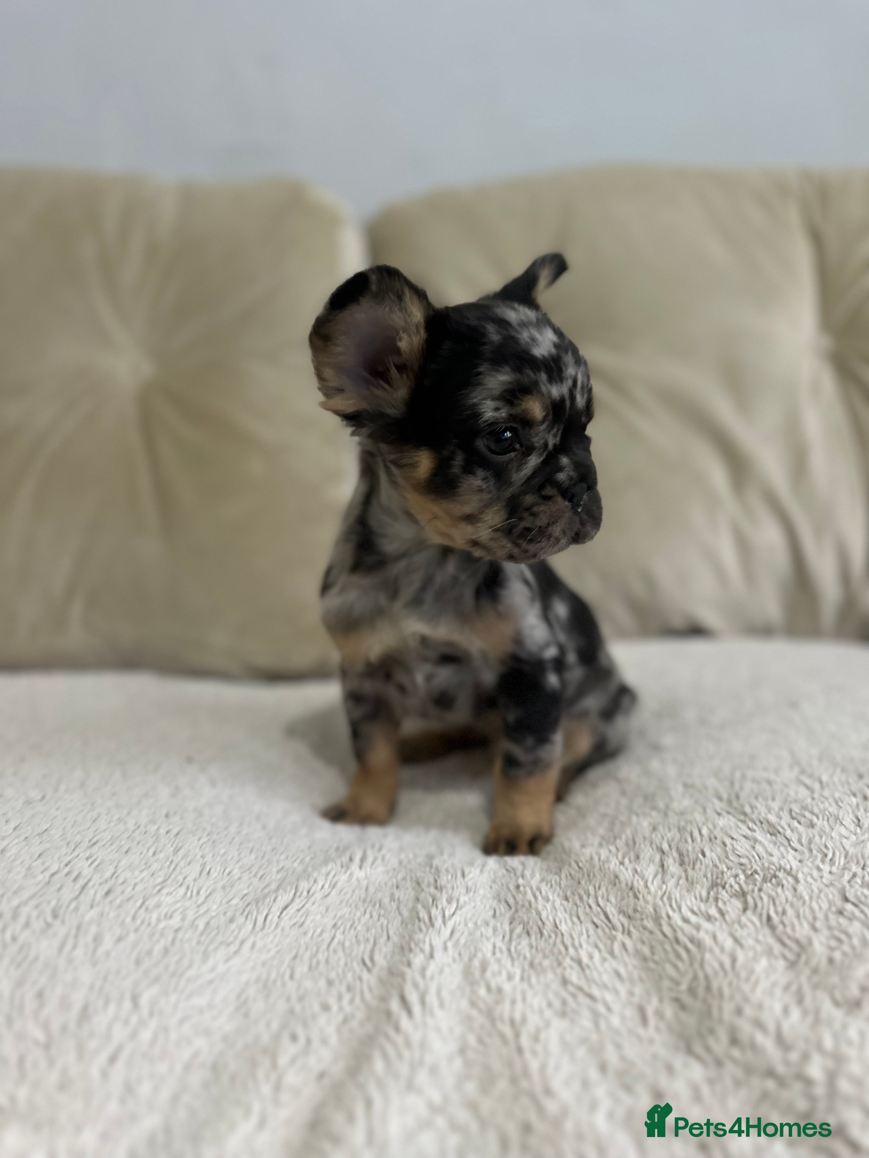 French Bulldog dogs *Full Fluffy KC Reg. Frenchie puppies* - Advert 1