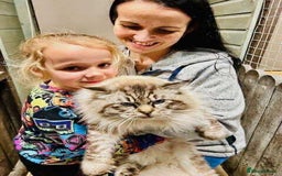 Ragdoll cats for sale: Beautiful Ragdoll kittens GCCF-seal tortie tabby  - Image 8