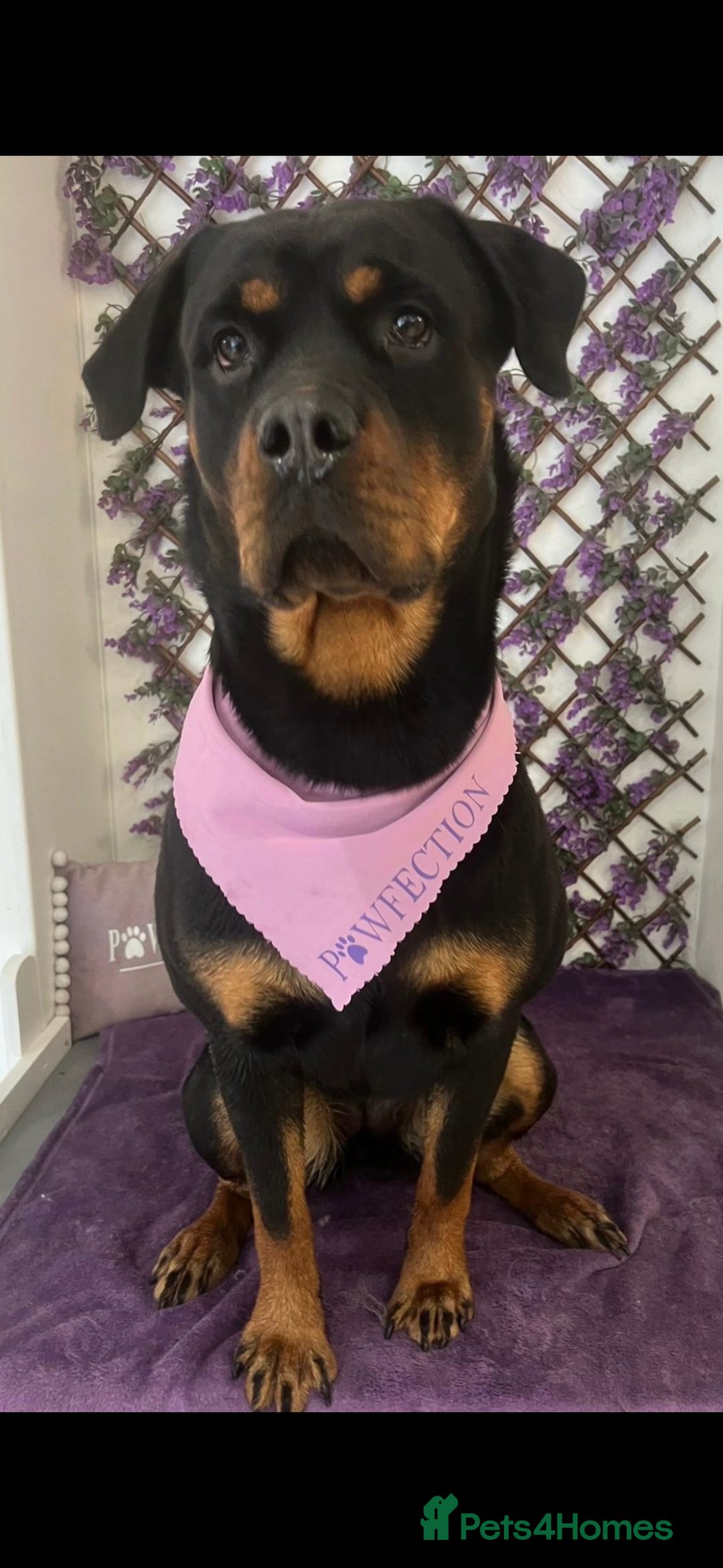 Rottweiler dogs for sale: KC Rottweiler puppies  - Advert 6