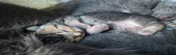 Russian Blue cats for sale: Blue Russian Babies For Sale  in Swansea - Advert 5