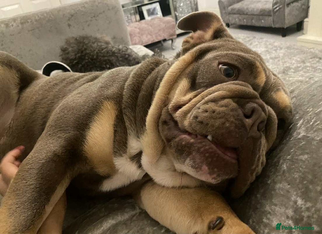 English Bulldog dogs for sale: Beautiful English bulldog - Image 15