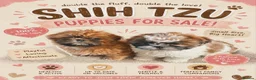 Shih Tzu dogs for sale: shih tzu puppies - Advert 1