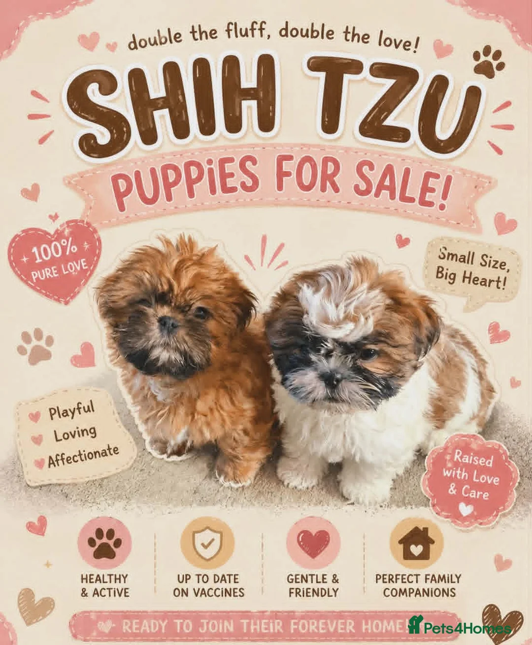 Shih Tzu dogs for sale: shih tzu puppies - Advert 1